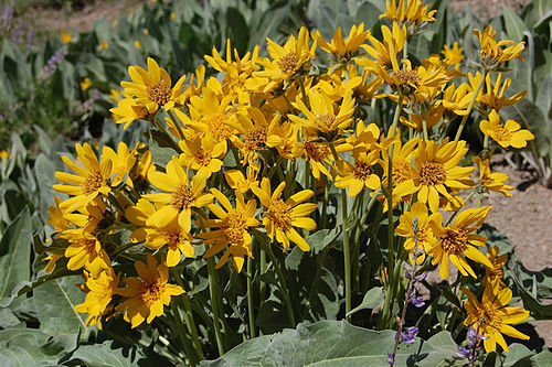 Wyethia mollis